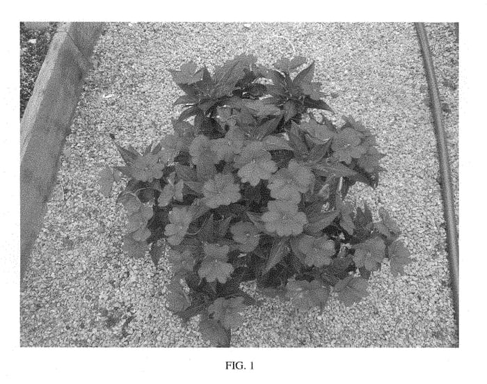 Figure 1 of US plant patent PP28590, the photograph of SAKIMP039 printed in the patent.