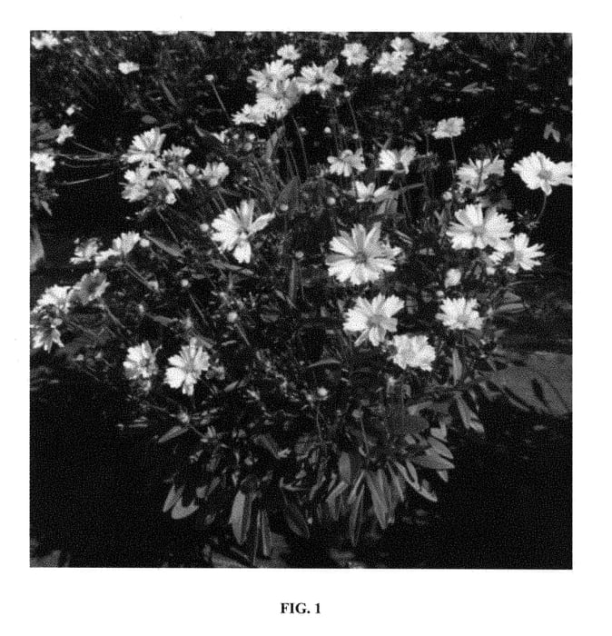 Figure 1 of US plant patent PP28592, the photograph of Lauren printed in the patent.