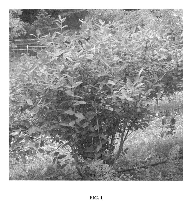 Figure 1 of US plant patent PP28593, the photograph of Hoka printed in the patent.