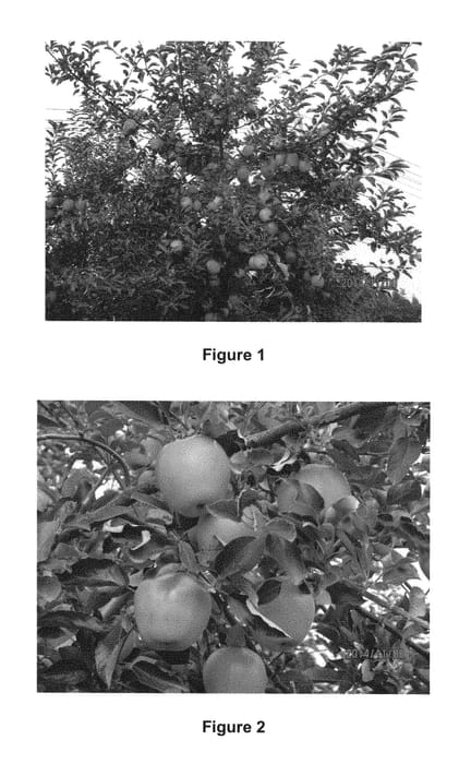 Figure 1 of US plant patent PP28594, the photograph of Kirameki printed in the patent.