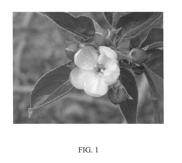 Figure 1 of US plant patent PP28595, the photograph of CP 101 printed in the patent.