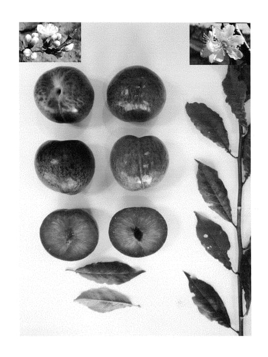 Figure 1 of US plant patent PP28596, the photograph of PLUMSWEET XIX printed in the patent.