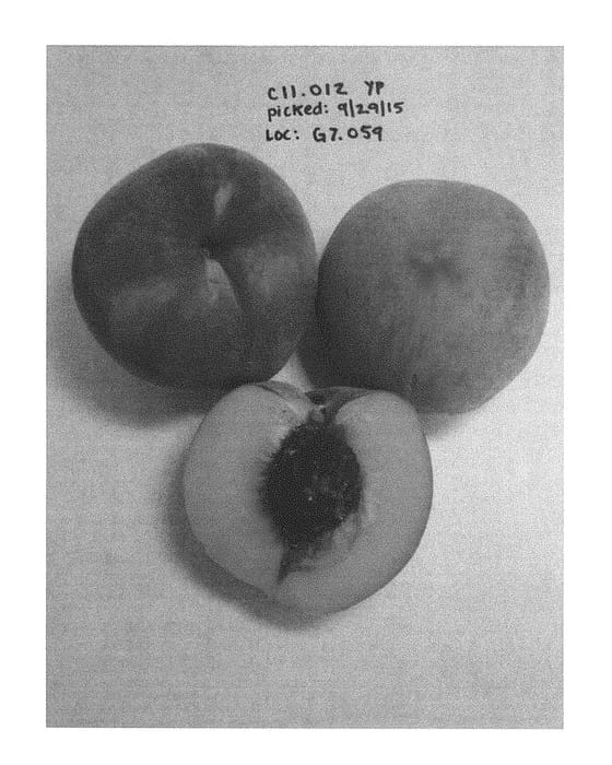 Figure 1 of US plant patent PP28597, the photograph of Burpeachthirtyseven printed in the patent.