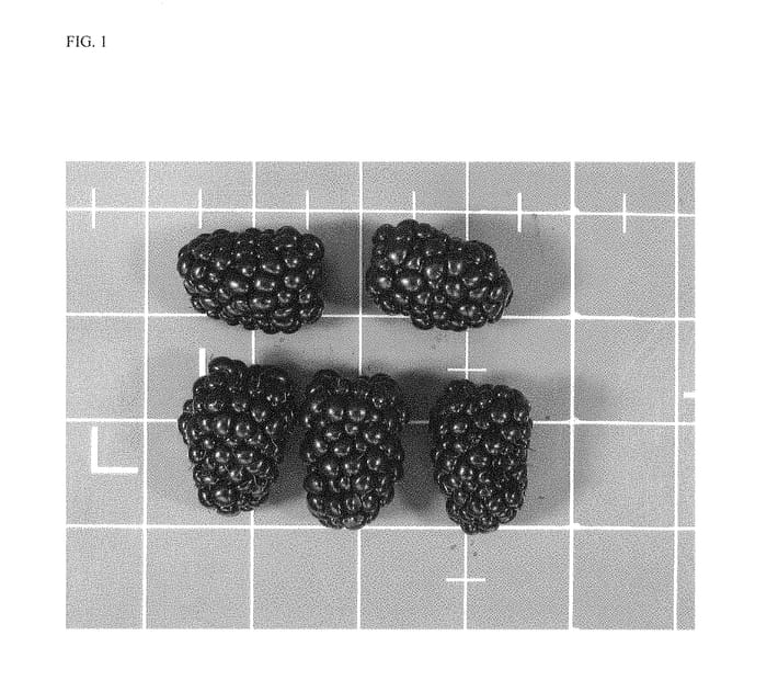 Figure 1 of US plant patent PP28598, the photograph of APF-190T printed in the patent.