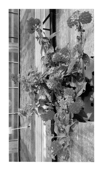 Figure 1 of US plant patent PP28599, the photograph of VOLLAN 1317 printed in the patent.