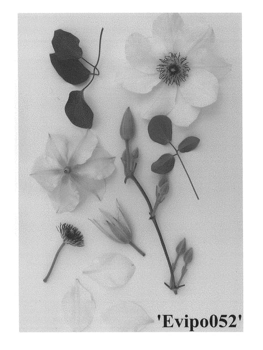 Figure 1 of US plant patent PP28600, the photograph of Evipo052 printed in the patent.