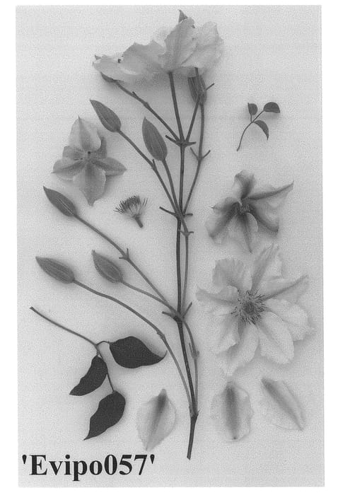Figure 1 of US plant patent PP28601, the photograph of Evipo057 printed in the patent.