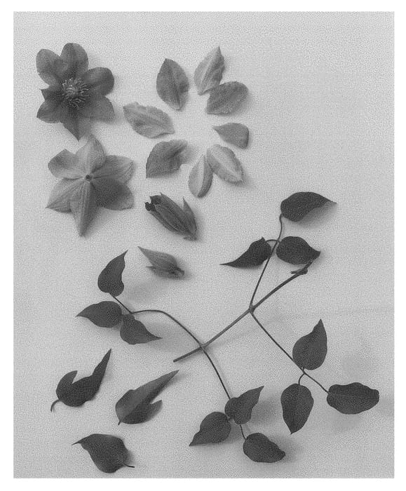 Figure 1 of US plant patent PP28602, the photograph of Evipo067 printed in the patent.