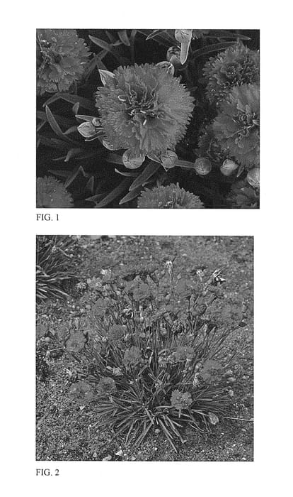 Figure 1 of US plant patent PP28603, the photograph of Cranberry Cocktail printed in the patent.