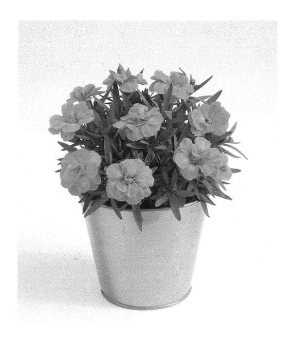 Figure 1 of US plant patent PP28604, the photograph of KLEDP15179 printed in the patent.