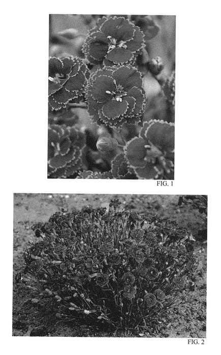 Figure 1 of US plant patent PP28605, the photograph of Black Cherry Frost printed in the patent.
