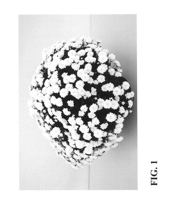 Figure 1 of US plant patent PP28606, the photograph of Zanmuskyfa White printed in the patent.