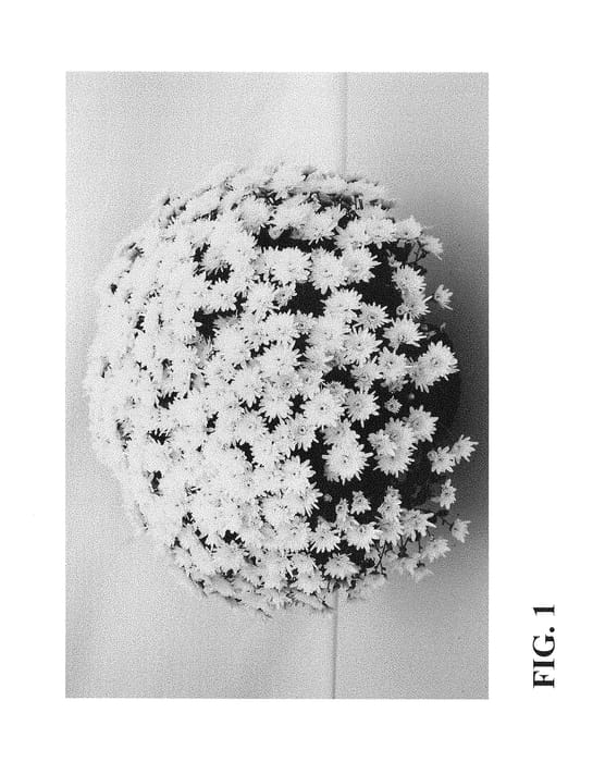 Figure 1 of US plant patent PP28607, the photograph of Zanmuaval Yelimp printed in the patent.