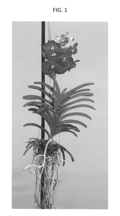Figure 1 of US plant patent PP28608, the photograph of SPCDW1515 printed in the patent.