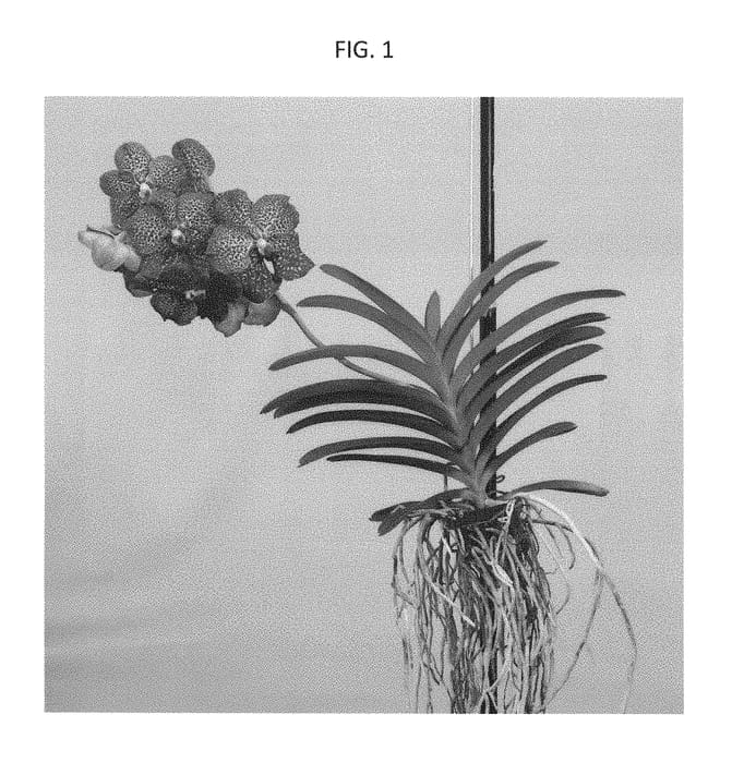 Figure 1 of US plant patent PP28609, the photograph of SPCDW1507 printed in the patent.