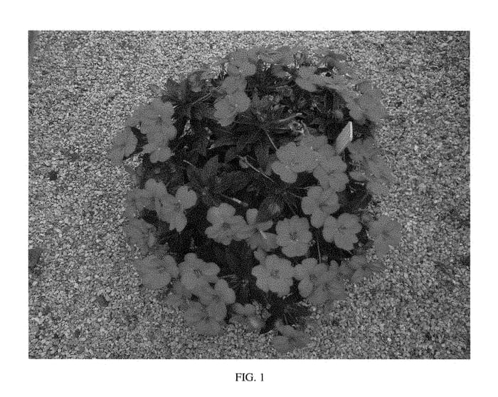 Figure 1 of US plant patent PP28610, the photograph of SAKIMP040 printed in the patent.