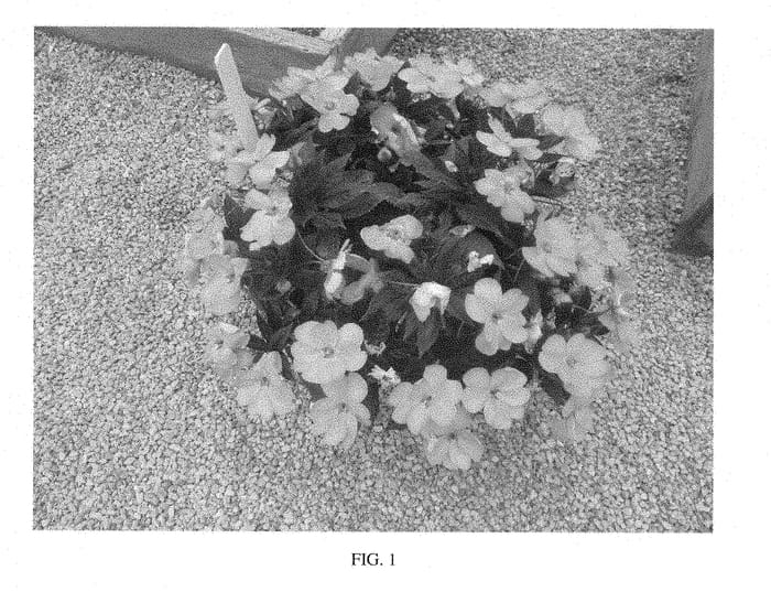 Figure 1 of US plant patent PP28611, the photograph of SAKIMP042 printed in the patent.