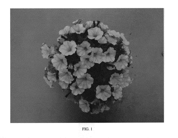 Figure 1 of US plant patent PP28612, the photograph of SAKPXC017 printed in the patent.