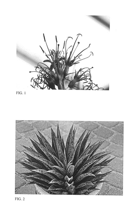 Figure 1 of US plant patent PP28613, the photograph of Pineapple Express printed in the patent.