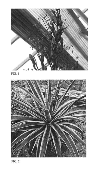 Figure 1 of US plant patent PP28614, the photograph of Kaleidoscope printed in the patent.