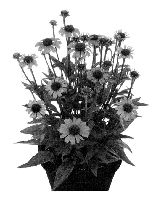 Figure 1 of US plant patent PP28616, the photograph of Hilmooocosy printed in the patent.