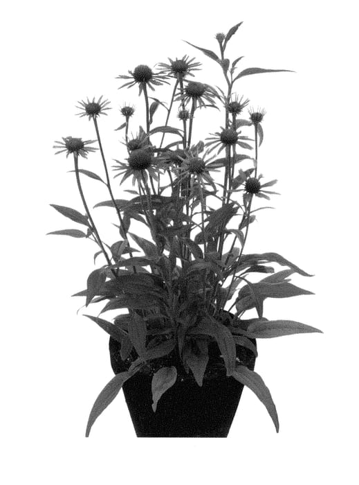 Figure 1 of US plant patent PP28617, the photograph of HILMOOOJOY printed in the patent.