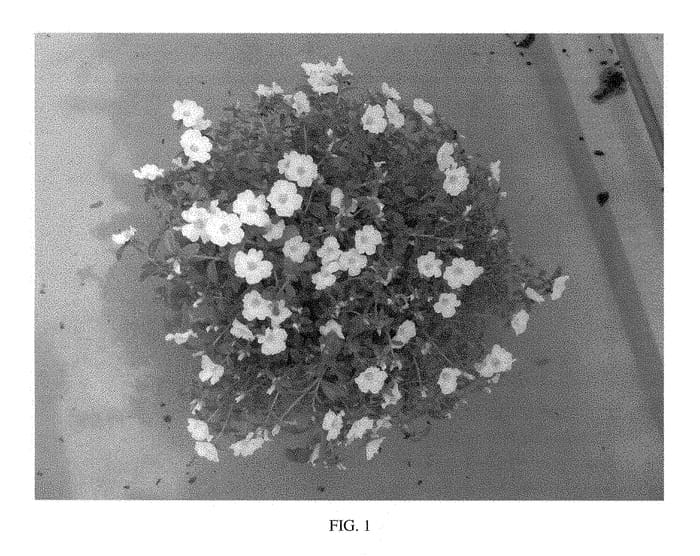 Figure 1 of US plant patent PP28618, the photograph of SAKPOR013 printed in the patent.