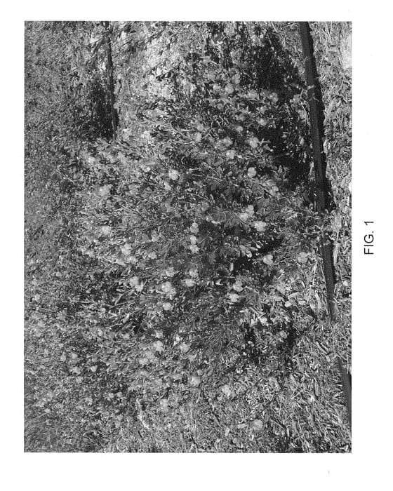 Figure 1 of US plant patent PP28619, the photograph of Novasalfuc printed in the patent.