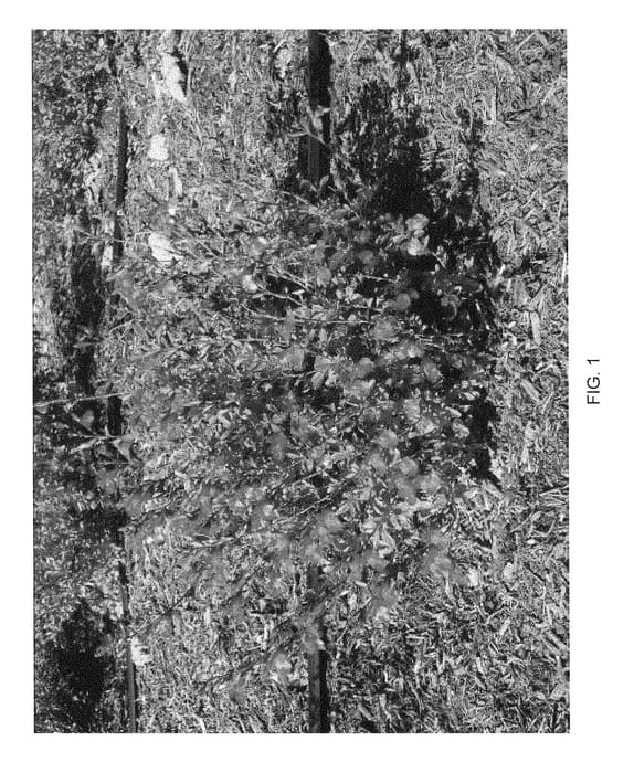 Figure 1 of US plant patent PP28620, the photograph of Novasalred printed in the patent.