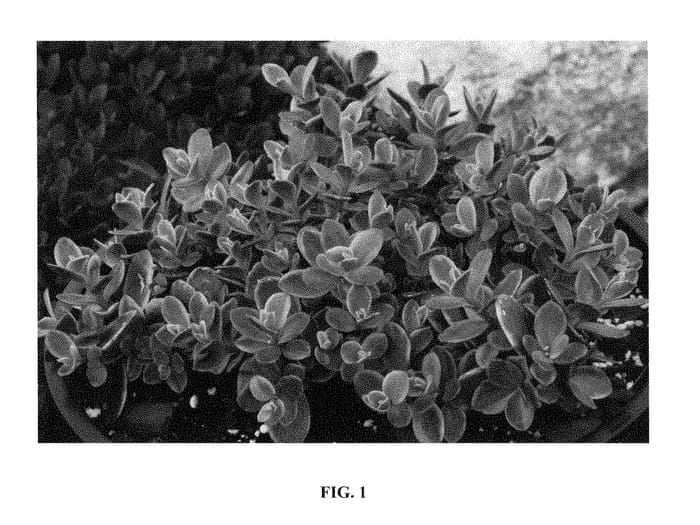 Figure 1 of US plant patent PP28621, the photograph of Wildfire printed in the patent.
