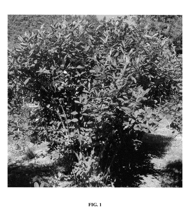 Figure 1 of US plant patent PP28622, the photograph of Kuchi printed in the patent.
