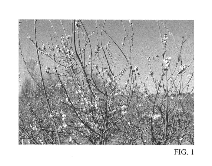 Figure 1 of US plant patent PP28623, the photograph of T-1101 printed in the patent.
