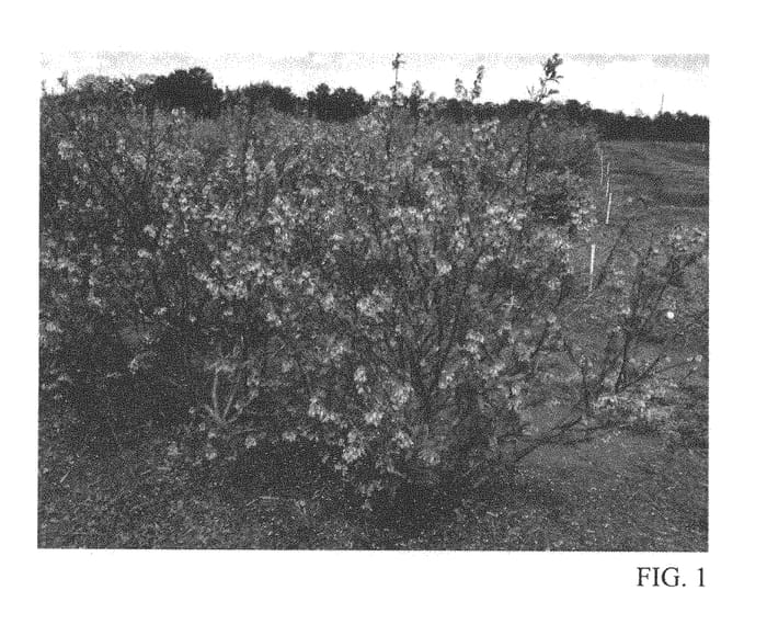 Figure 1 of US plant patent PP28624, the photograph of T-460 printed in the patent.