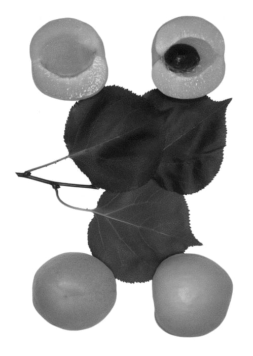 Figure 1 of US plant patent PP28626, the photograph of Balboa printed in the patent.