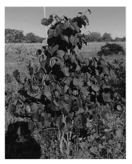 Figure 1 of US plant patent PP28627, the photograph of JN16 printed in the patent.