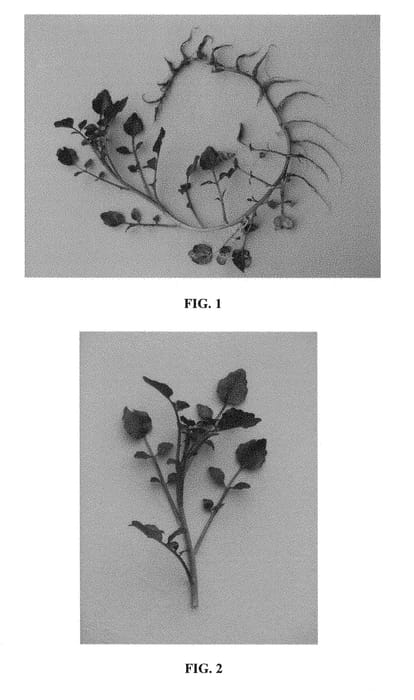 Figure 1 of US plant patent PP28628, the photograph of RW1 printed in the patent.