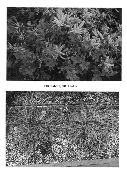 Figure 1 of US plant patent PP28629, the photograph of LITGS printed in the patent.