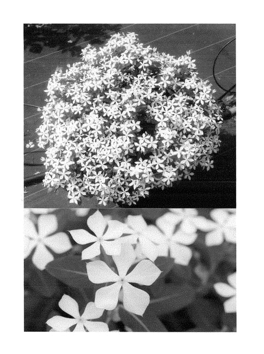 Figure 1 of US plant patent PP28630, the photograph of Suncatfe 43 printed in the patent.
