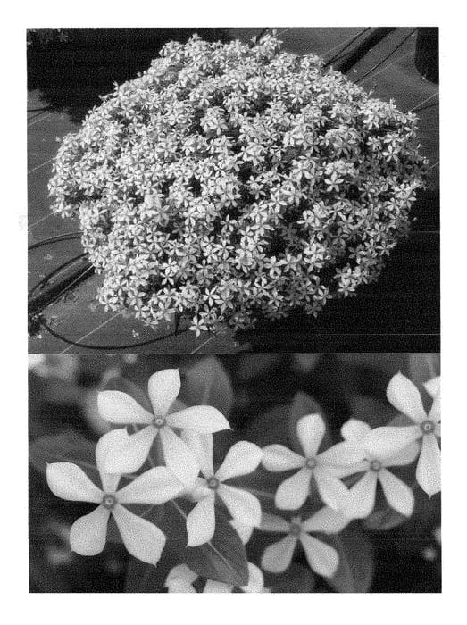 Figure 1 of US plant patent PP28631, the photograph of Suncatfe 185 printed in the patent.