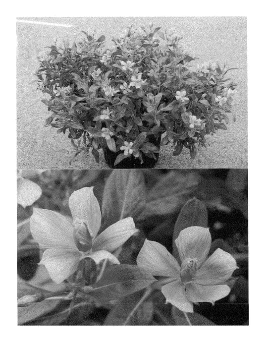 Figure 1 of US plant patent PP28632, the photograph of Suncatso 23 printed in the patent.