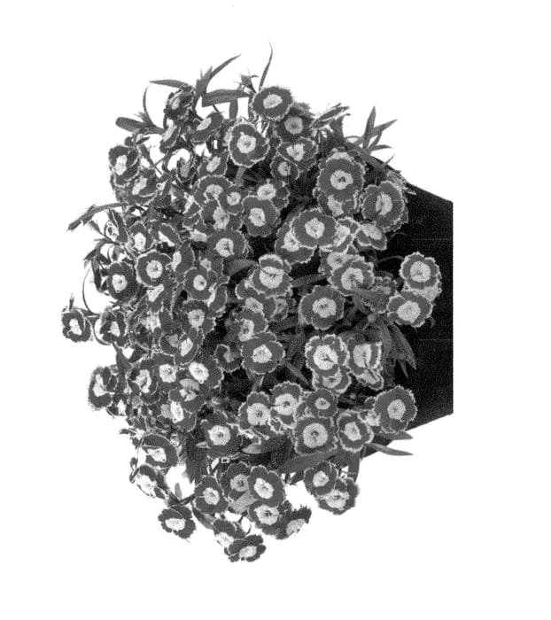 Figure 1 of US plant patent PP28633, the photograph of Hilbeaolswee printed in the patent.