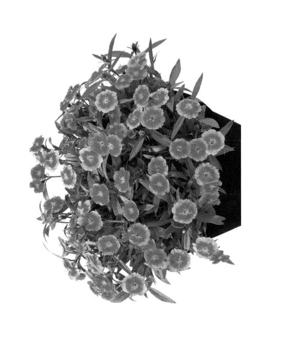 Figure 1 of US plant patent PP28634, the photograph of Hilbeaolwild printed in the patent.