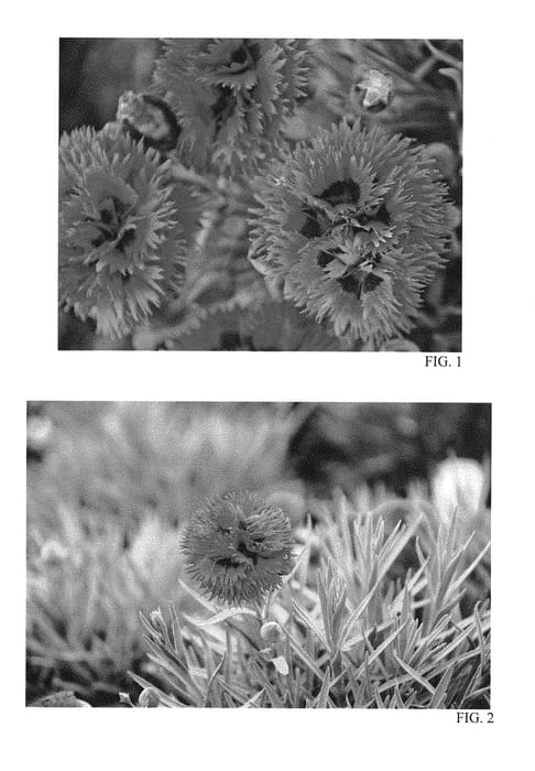 Figure 1 of US plant patent PP28635, the photograph of Spiked Punch printed in the patent.
