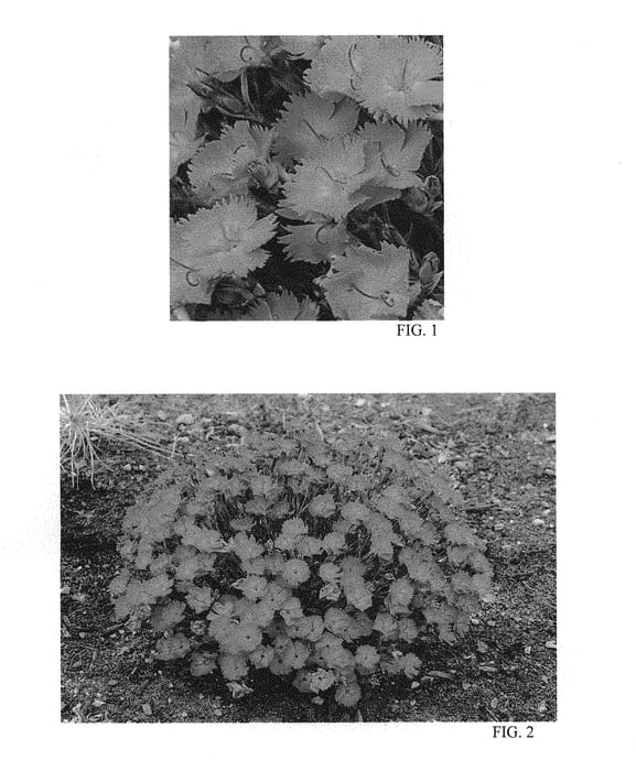 Figure 1 of US plant patent PP28636, the photograph of Paint The Town Fuchsia printed in the patent.