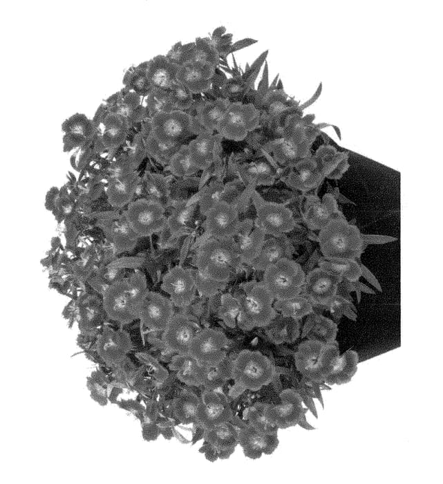 Figure 1 of US plant patent PP28637, the photograph of Hilbeaolcher printed in the patent.