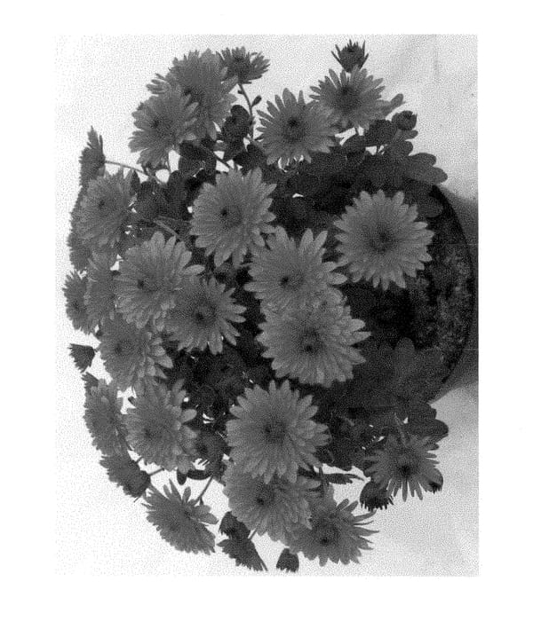 Figure 1 of US plant patent PP28638, the photograph of Fidmerbrobimp printed in the patent.