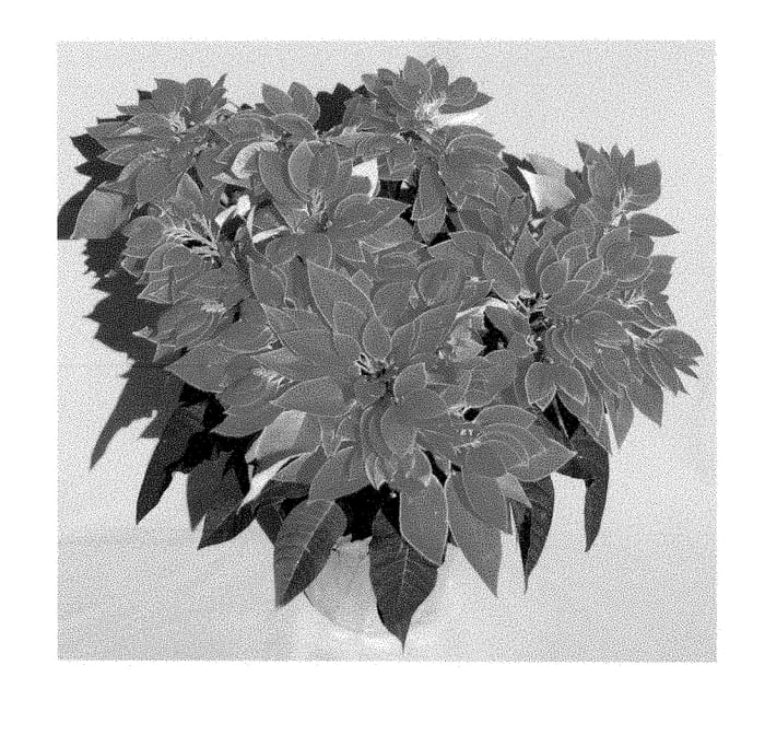 Figure 1 of US plant patent PP28639, the photograph of PER35—11 printed in the patent.