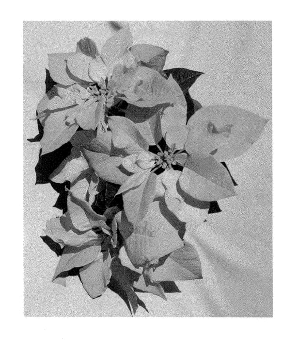 Figure 1 of US plant patent PP28640, the photograph of PER7—13 printed in the patent.