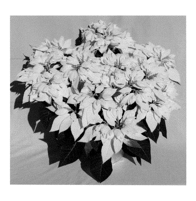 Figure 1 of US plant patent PP28641, the photograph of PER12—11 printed in the patent.