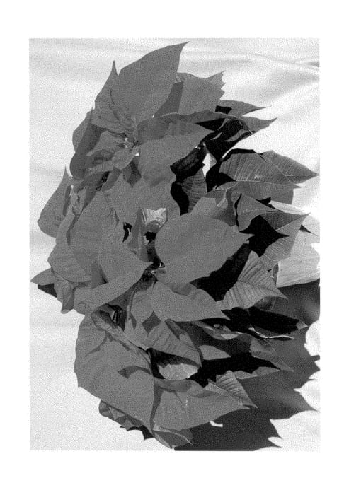 Figure 1 of US plant patent PP28642, the photograph of PER6115 printed in the patent.